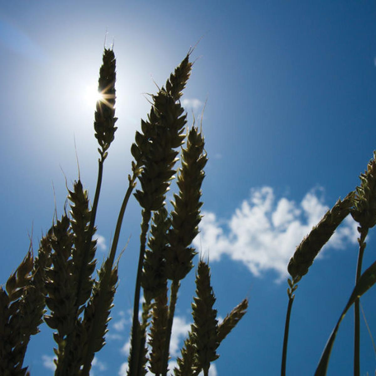 Rain Causes Grain To Sprout In The Field Southern Idaho