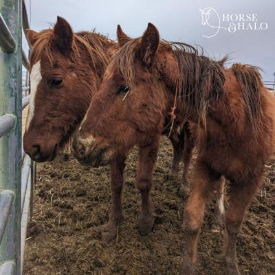 Horse & Halo Helps Twin Falls Horses