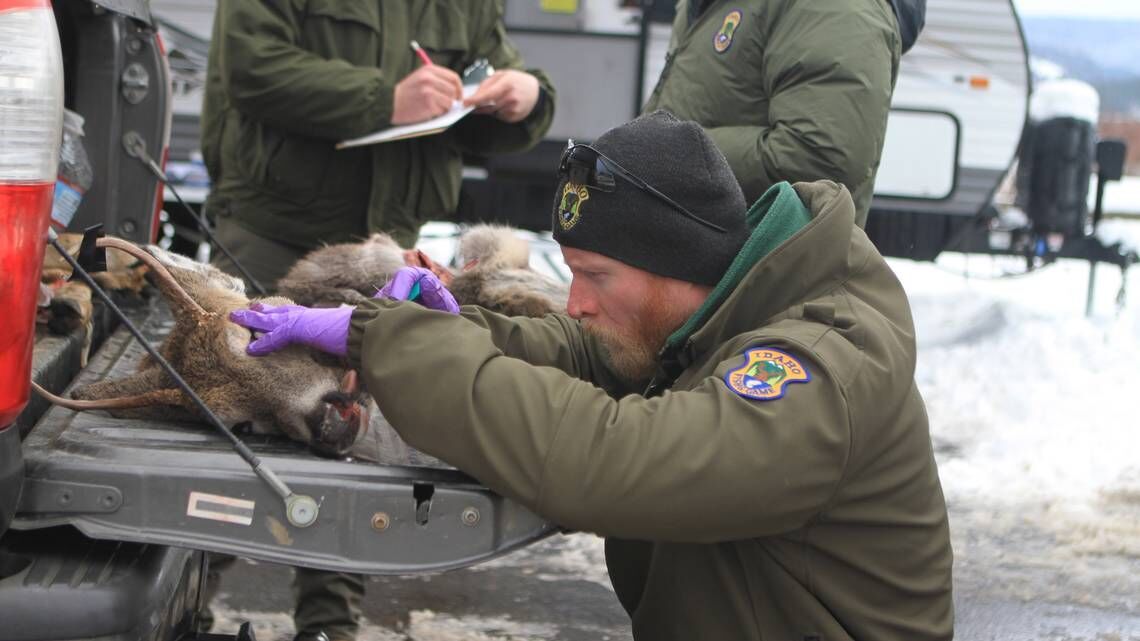 Thin the herd, dilute the danger Idaho Fish and Game expands hunts to