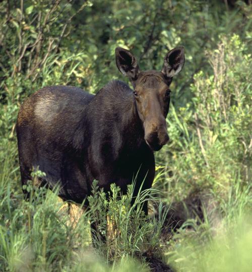 Moose