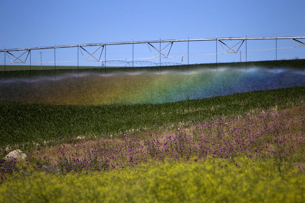 Rainbow sprinkler