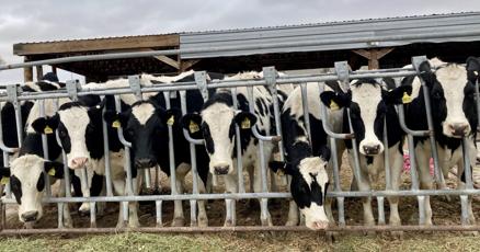 From dairy to grain Twin Falls County keeps producing for Idaho From dairy to grain Twin Falls County keeps producing for Idaho