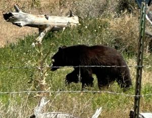 Warning issued after bear sighted in Lincoln County