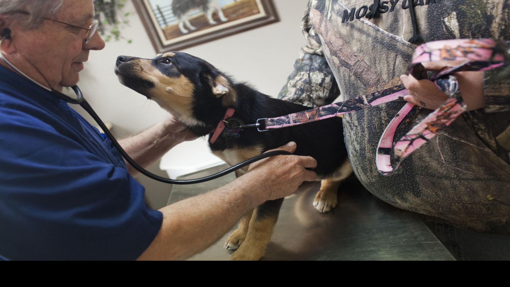 Best Veterinarian Ark Animal Hospital Local Magicvalley Com