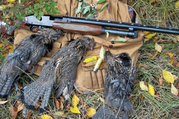 Shooting the Bull: Pursuing the Ruffed Grouse