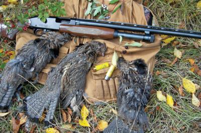 pursuing the ruffed grouse