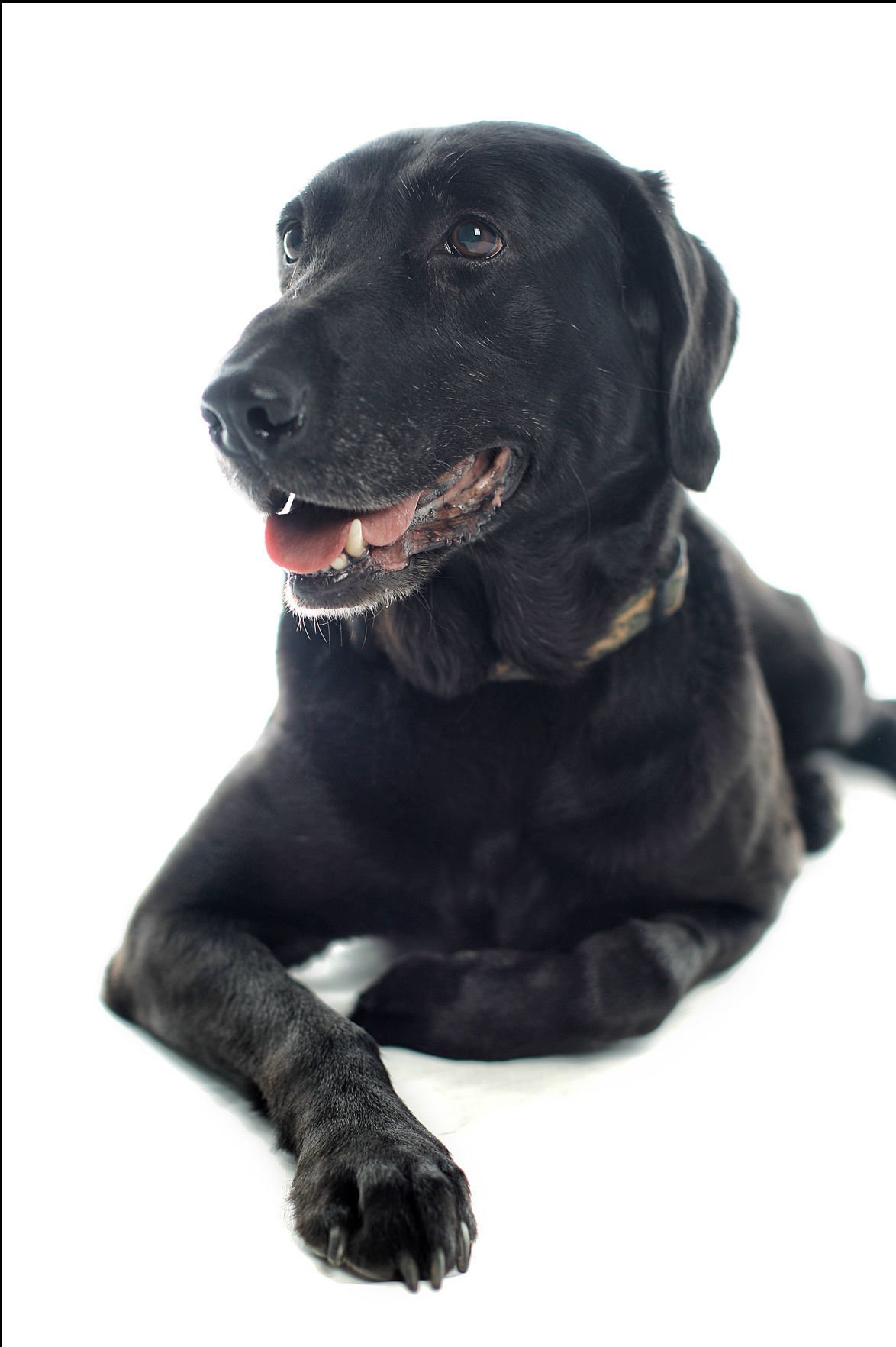 Dogs with Jobs