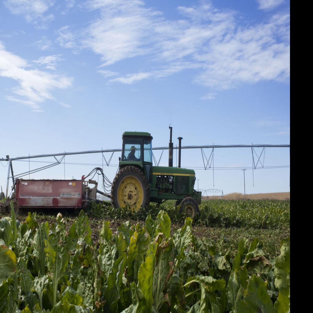 Beet Sugar Content In Mv Trails Treasure Valley Magicvalley Com