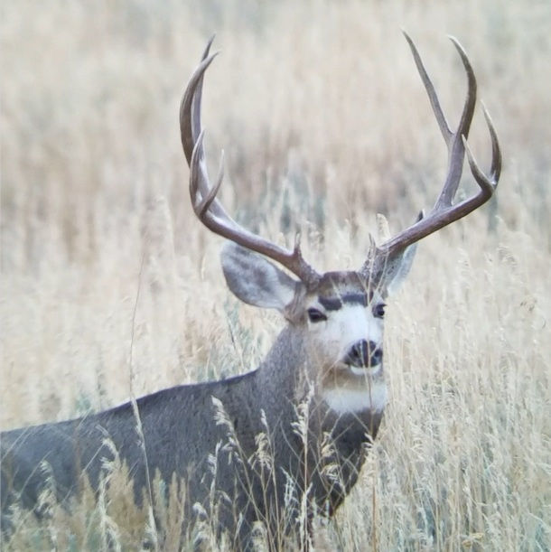 elk deer