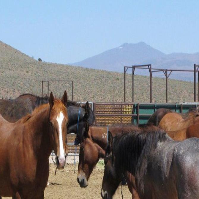 Blm Adoption Schedule 2022