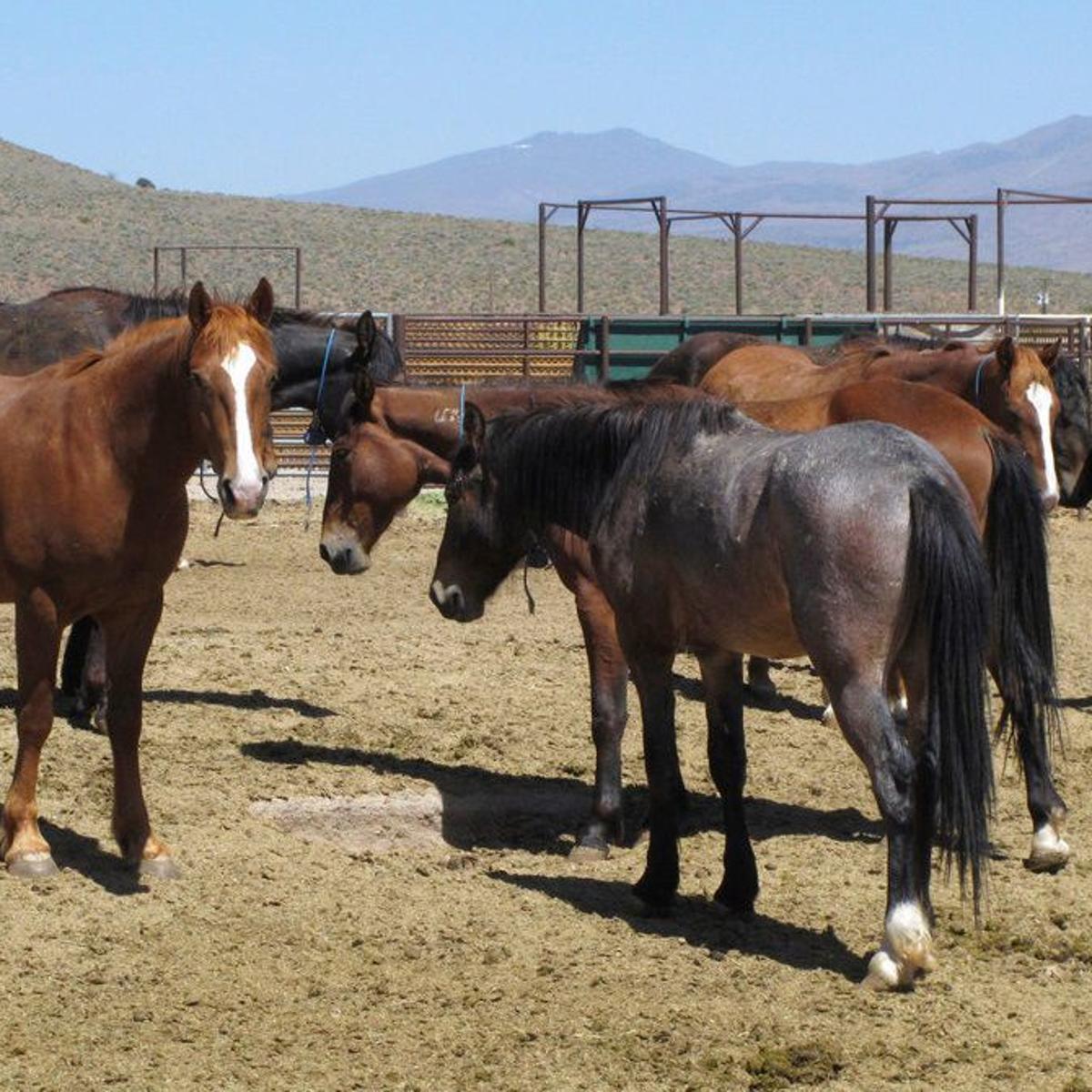 Blm Will Host Wild Horse Adoption Event Outdoors Magicvalley Com Blm Adoption Schedule 2022
