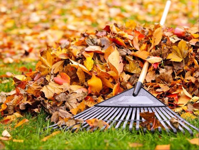 Free Leaf Disposal Available for City Utility Customers; Bagging Leaves Helps Keep Storm Drains Clea
