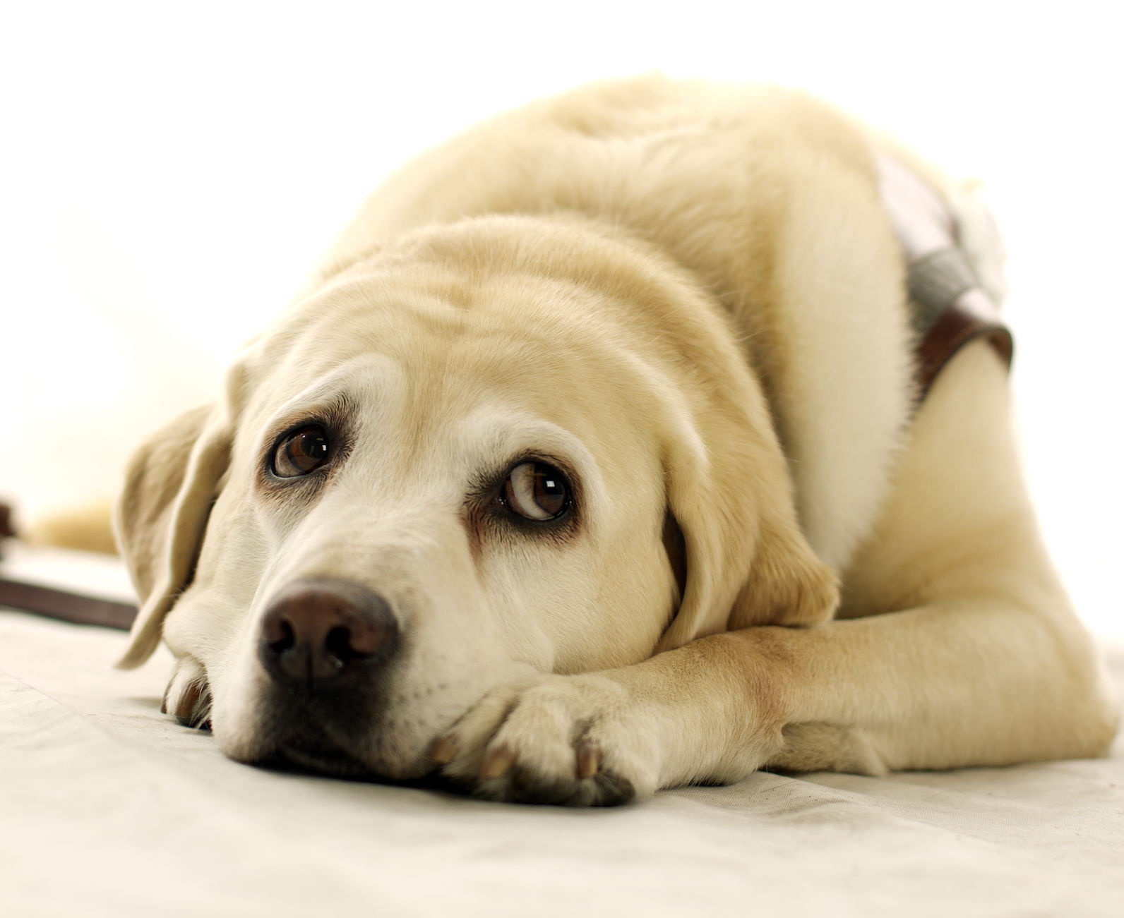 Dogs with Jobs