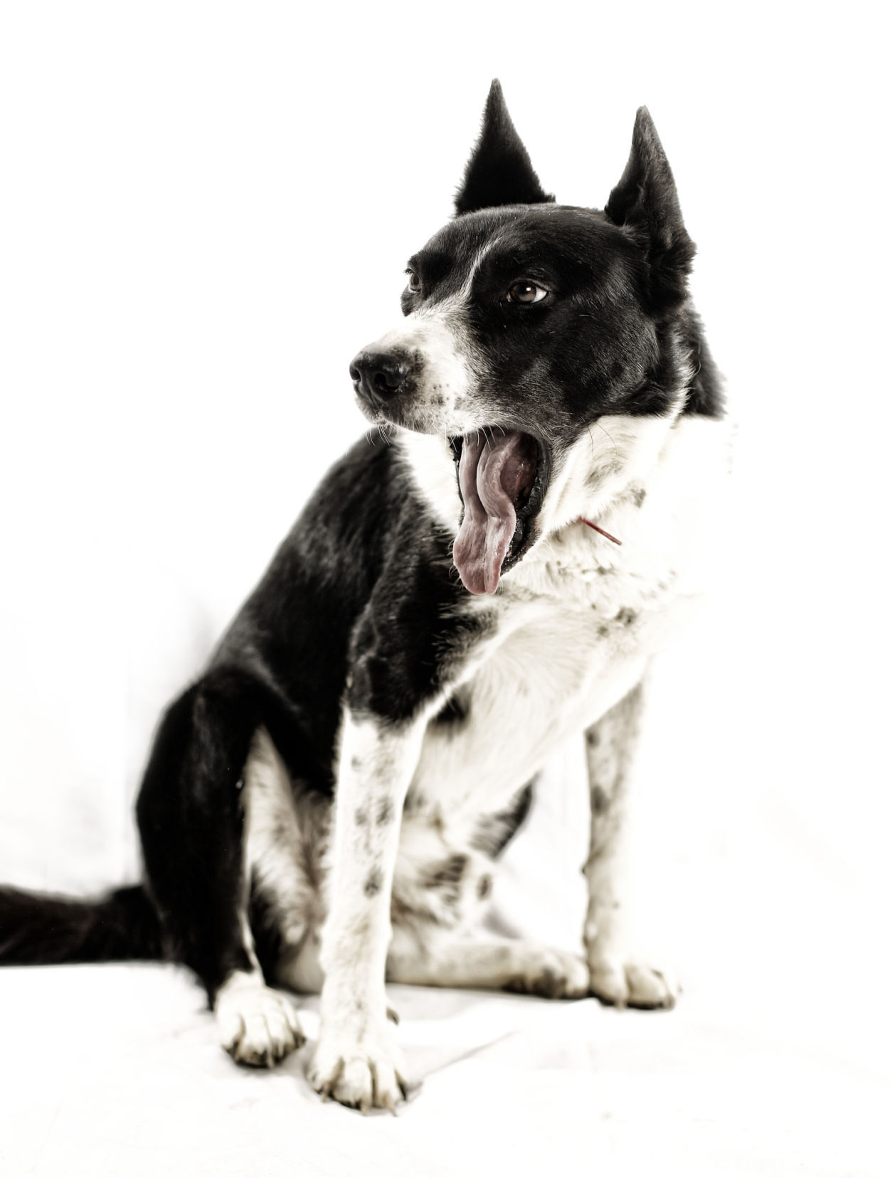 Dogs with Jobs