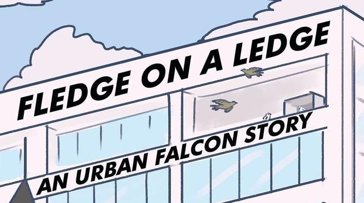 Fledge On A Ledge: An Urban Falcon Story