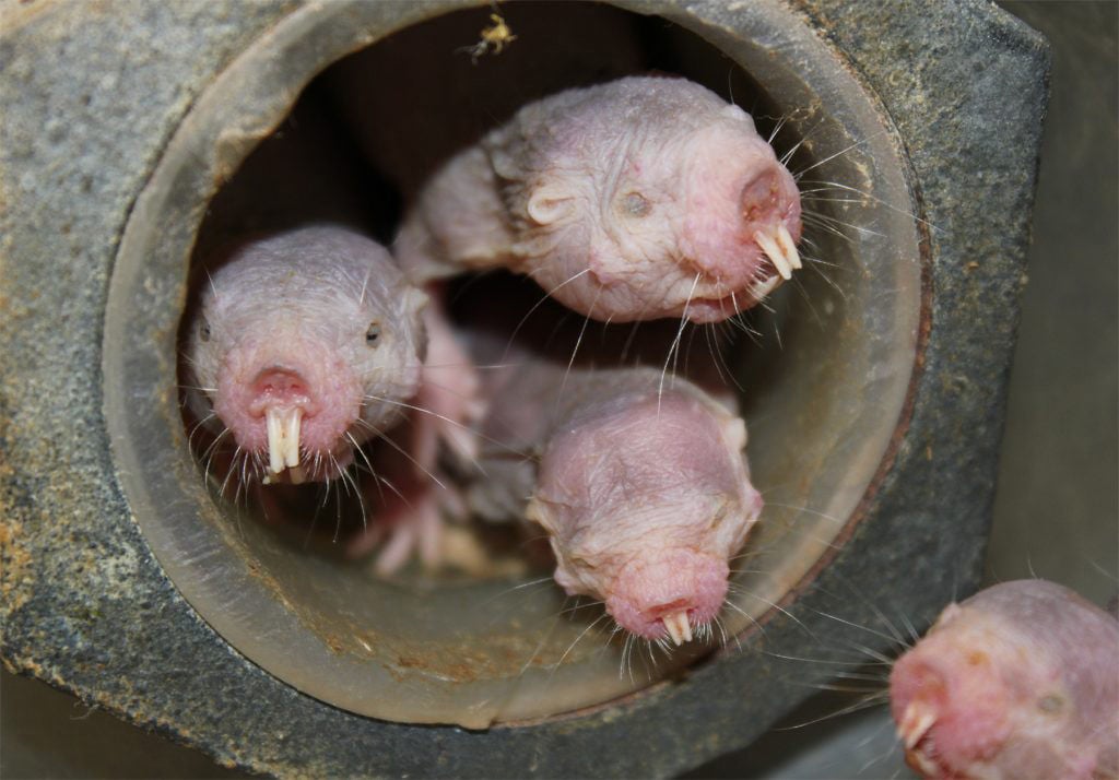 Naked mole-rats are now even weirder: Without oxygen, they live