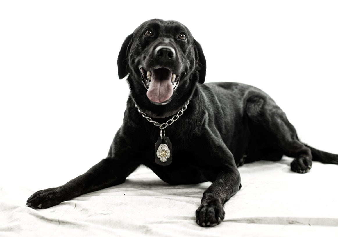 Dogs with Jobs