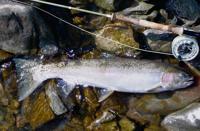 Idaho chinook, steelhead in trouble