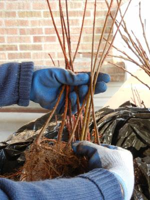 Mini-Cassia conservation district continues seedling tree sale