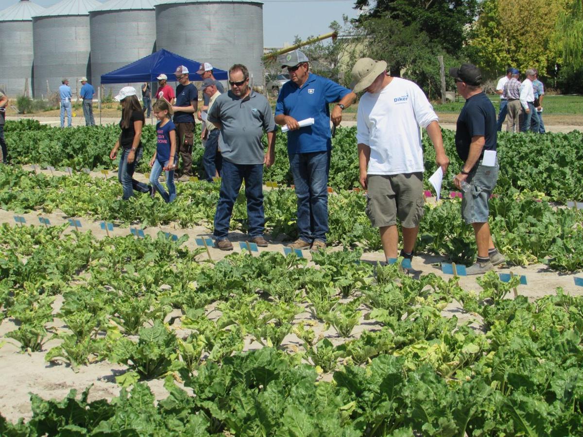 Pests top sugar beet research trial | Southern Idaho ...