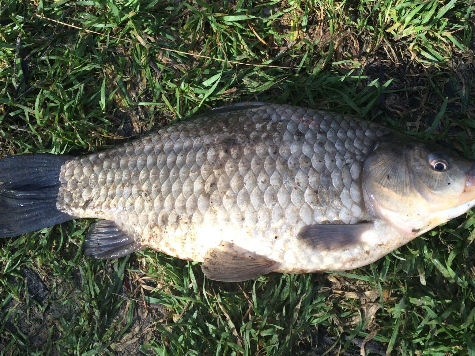 Rodriguez Keep River Monsters Where They Belong Outdoors And Recreation Magicvalley Com Rodriguez Keep River Monsters Where They Belong Outdoors And Recreation Magicvalley Com