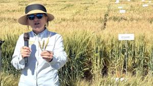 Researcher: Magic Valley winter wheat takes a hit