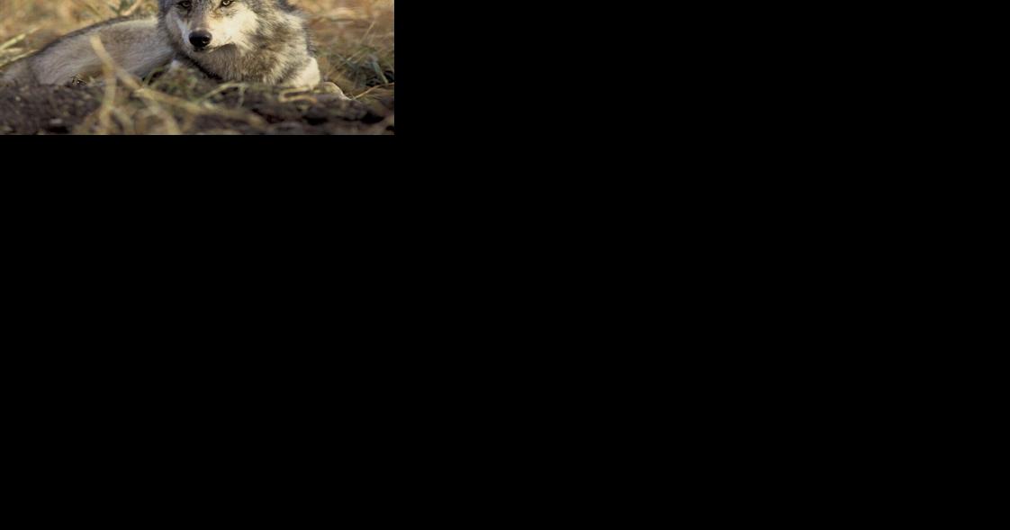 Montana wolf report spawns debate over population, hunting - Vimarsana News