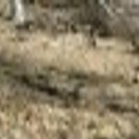 the pumpkins nobody chose where fall s iconic produce goes to die lifestyles magicvalley com