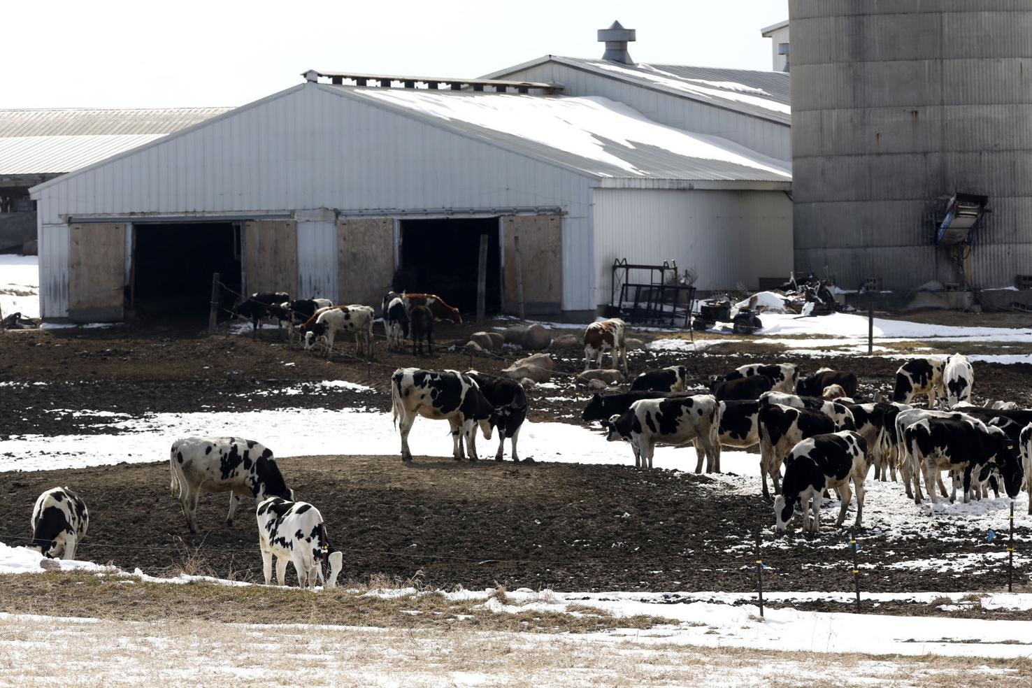 Family's dairy farm thrives in Iowa Southern Idaho Agriculture News