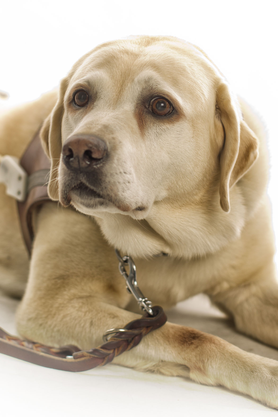 Dogs with Jobs
