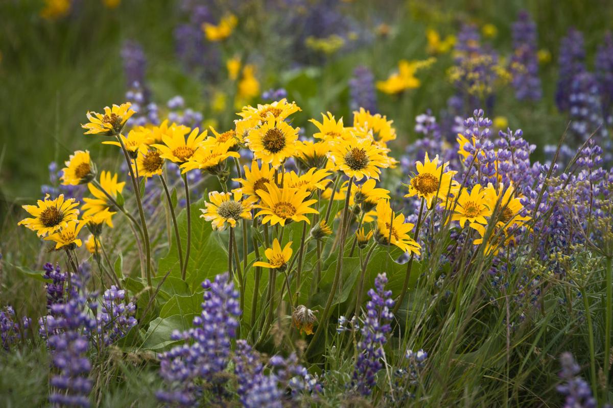 Idaho Wildflower Mix | Wildflower Seeds