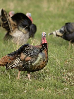 Fish and Game’s Turkey Tracker program needs the public to participate