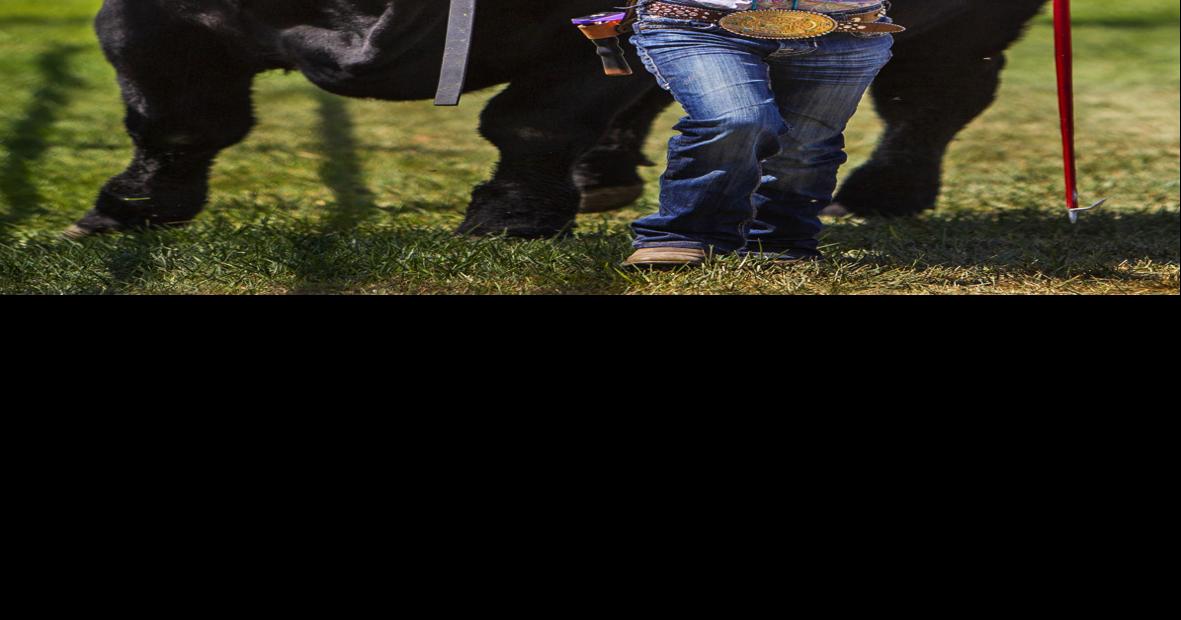 5 life lessons 4H and FFA children learn by raising animals