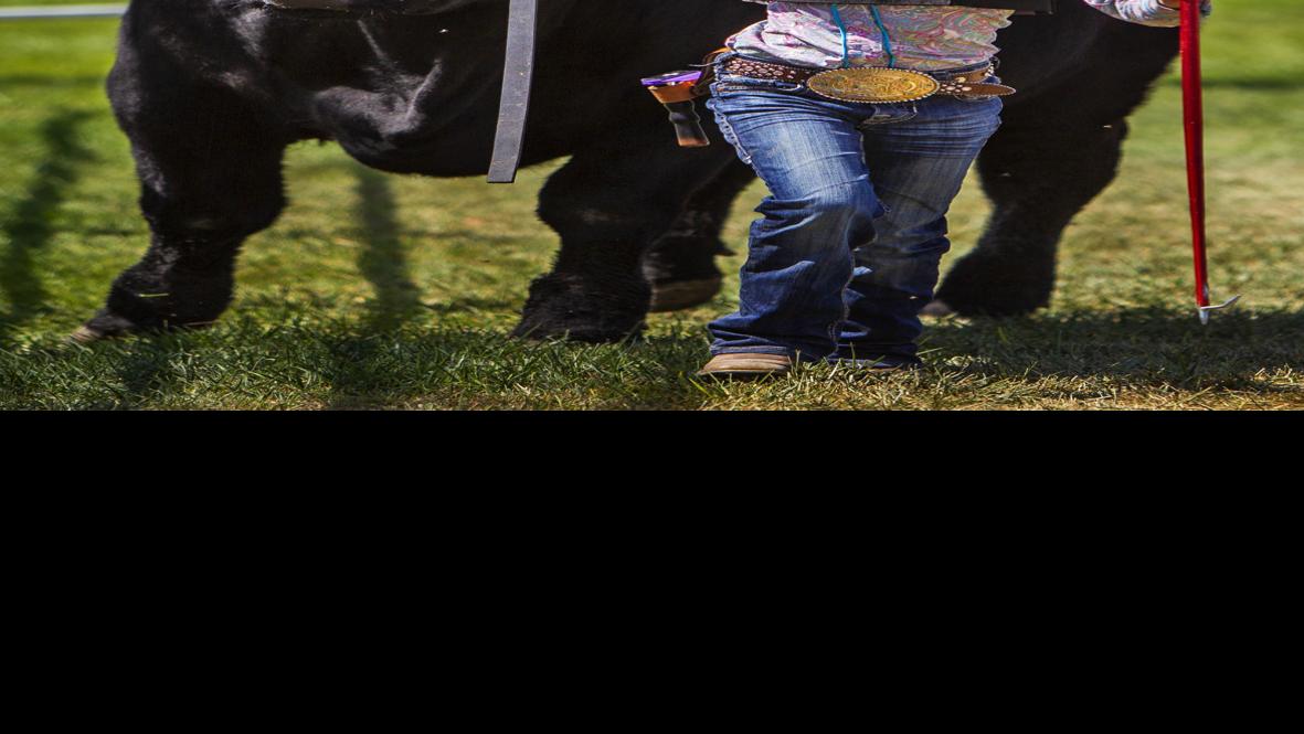 5 Life Lessons 4 H And Ffa Children Learn By Raising Animals