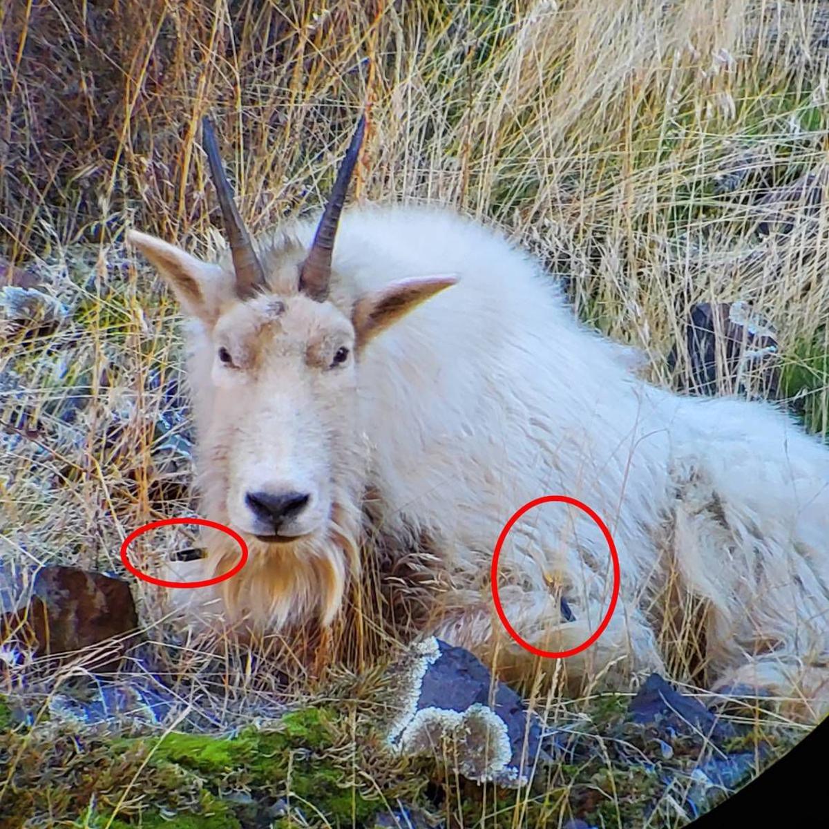 Meat log mountain full game 2 Meat log mountain full game 2