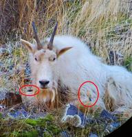 Fish and Game euthanizes Idaho mountain goat found with crossbow wounds from poacher