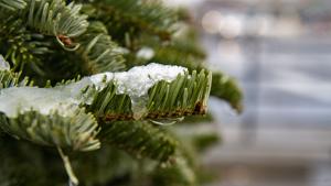 National Forest to sell 150 Christmas trees near Burley at auction