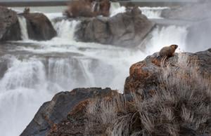Flows over Shoshone Falls to increase through May 18