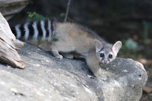 U of I-led study suggests ringtails have expanded into southern Idaho