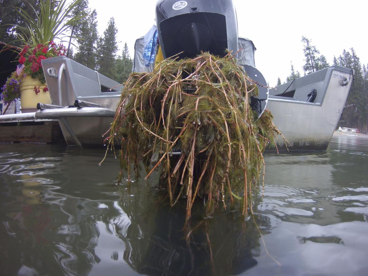 Eurasian Watermilfoil (EWM) in Hayden Lake