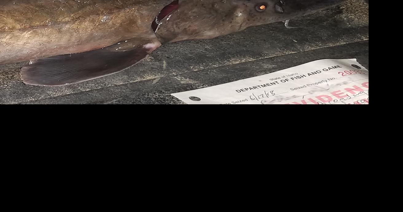 Snake River sturgeon poachers sentenced