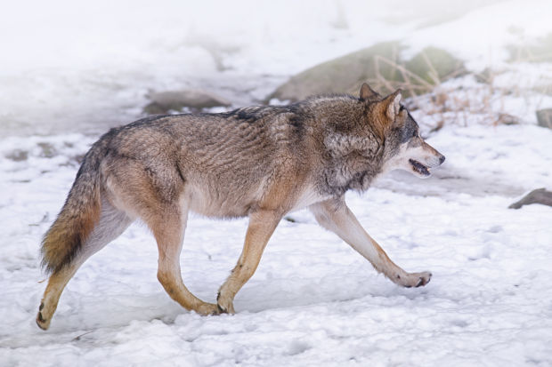 Wolf in Snow