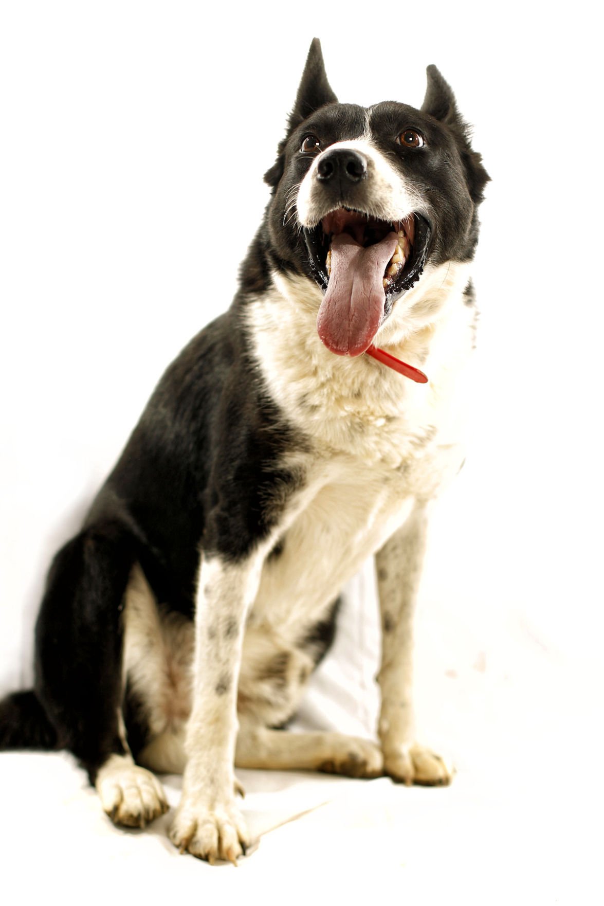 Dogs with Jobs