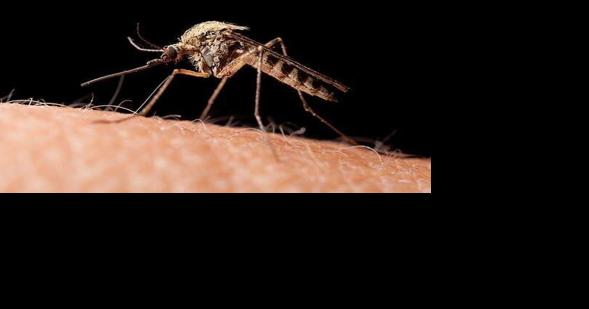 Mosquito Carrying West Nile Virus Found in Twin Falls County - Vimarsana News