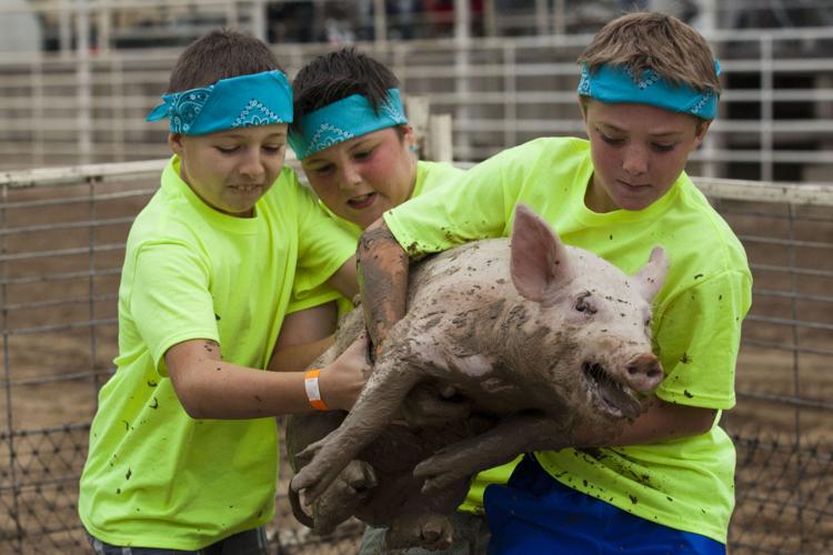 Though the Game Has Changed, Pig Wrestling Brings Same Excitement
