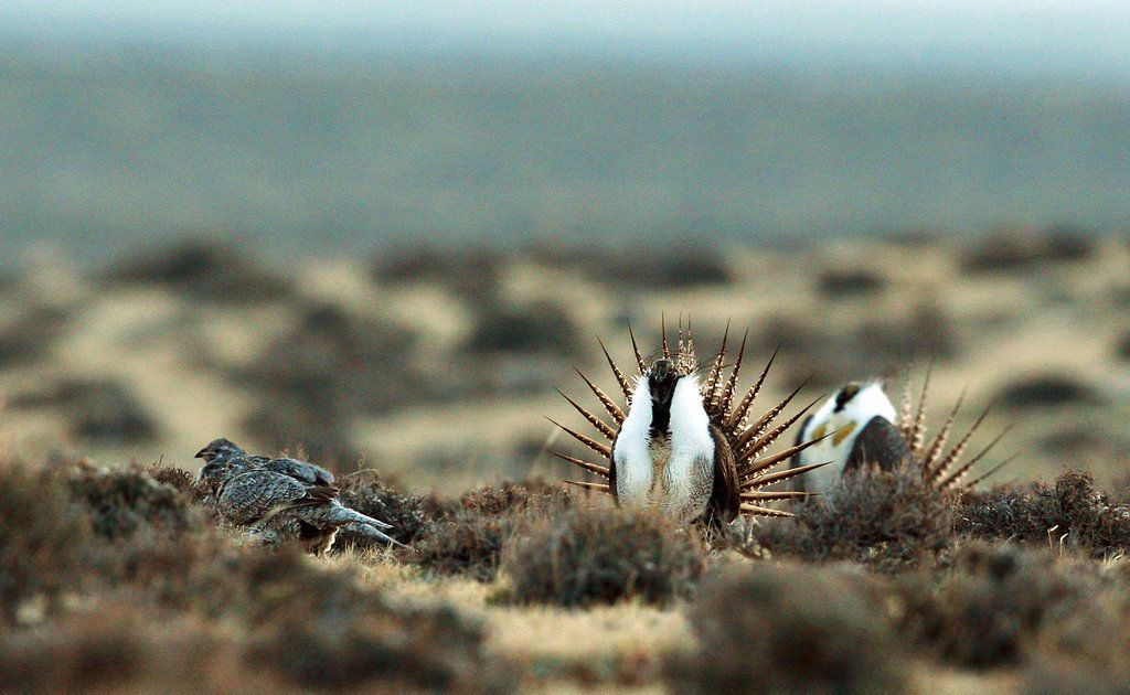 Sage Grouse DNA Study