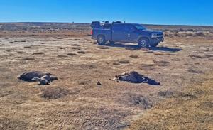 How to Be a Good Witness for Wildlife