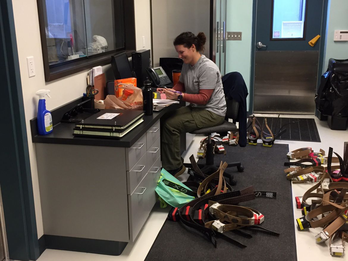 Phillips I found a radio collar, what should I do? Outdoors and