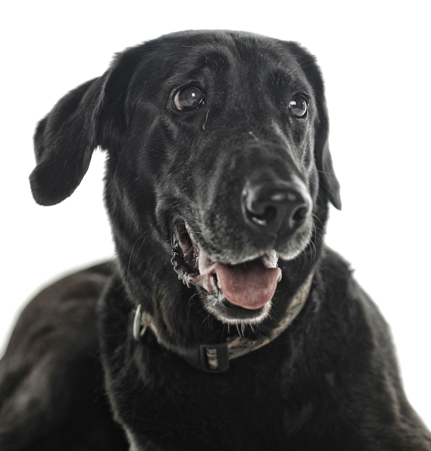 Dogs with Jobs