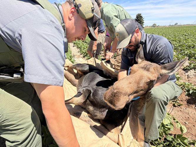 Idaho Fish and Game relocates yearling moose from Rupert